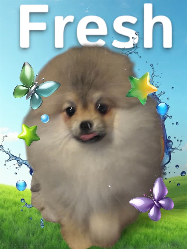 Pomeranian Puppy Orange sable media 4