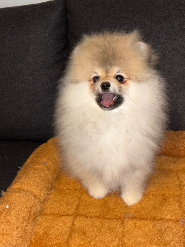 Pomeranian Puppy Orange sable media 5
