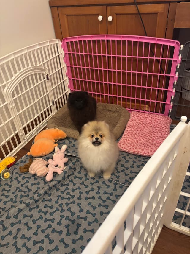 Pomeranian Puppy Orange sable media 6