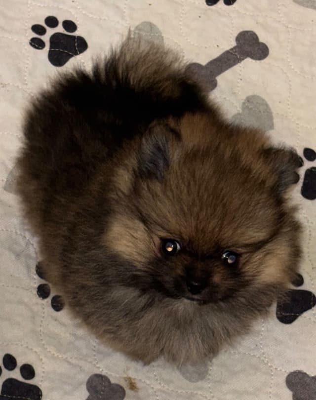 Pomeranian Puppies media 4