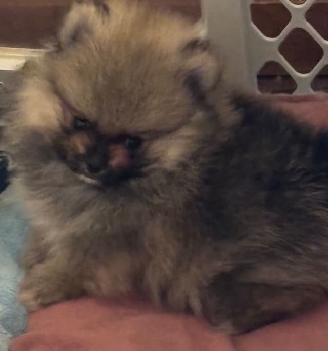 Pomeranian Puppies media 5