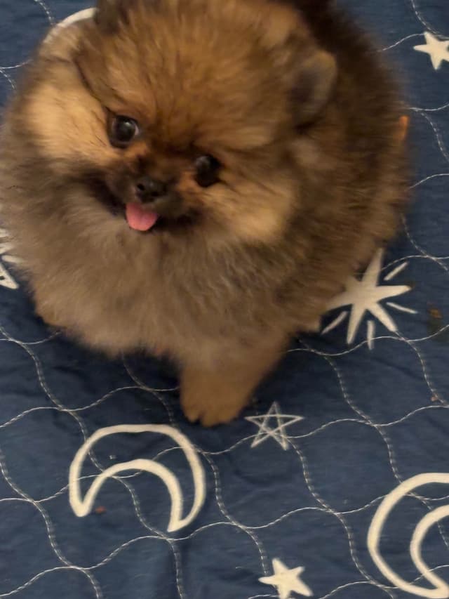 Pomeranian Puppies media 2