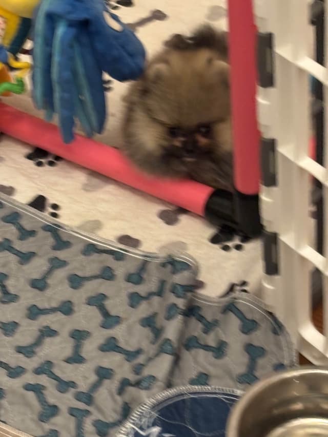 Pomeranian Puppies media 7