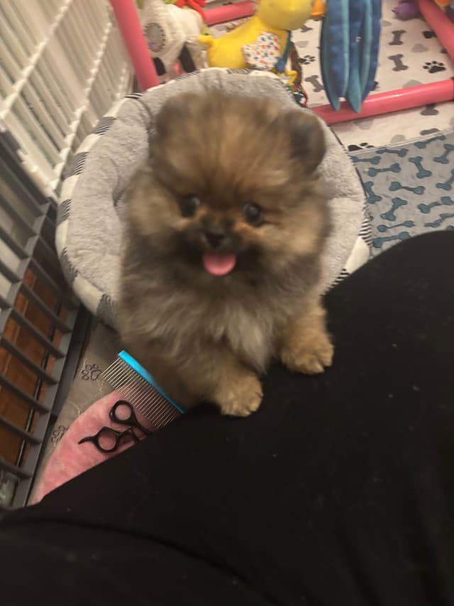 Pomeranian Puppies media 8