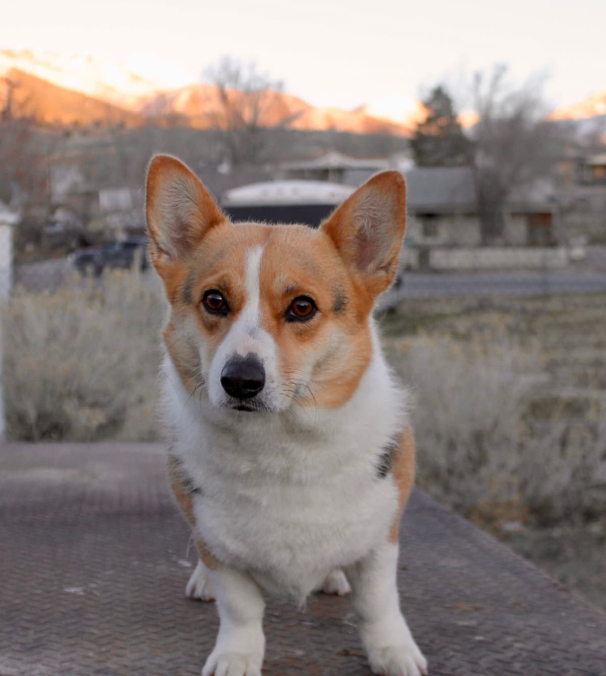 Pembroke Welsh Corgi Puppies breeder image 3