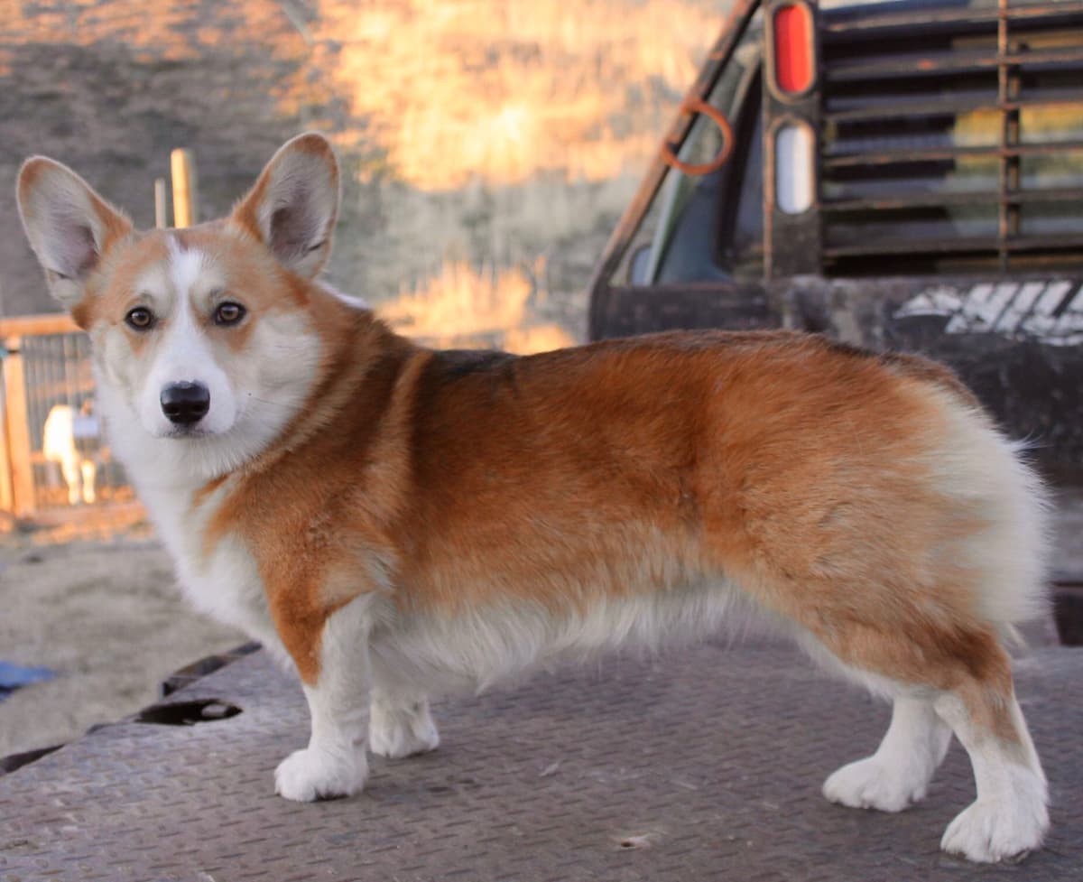 Pembroke Welsh Corgi Puppies breeder image 5