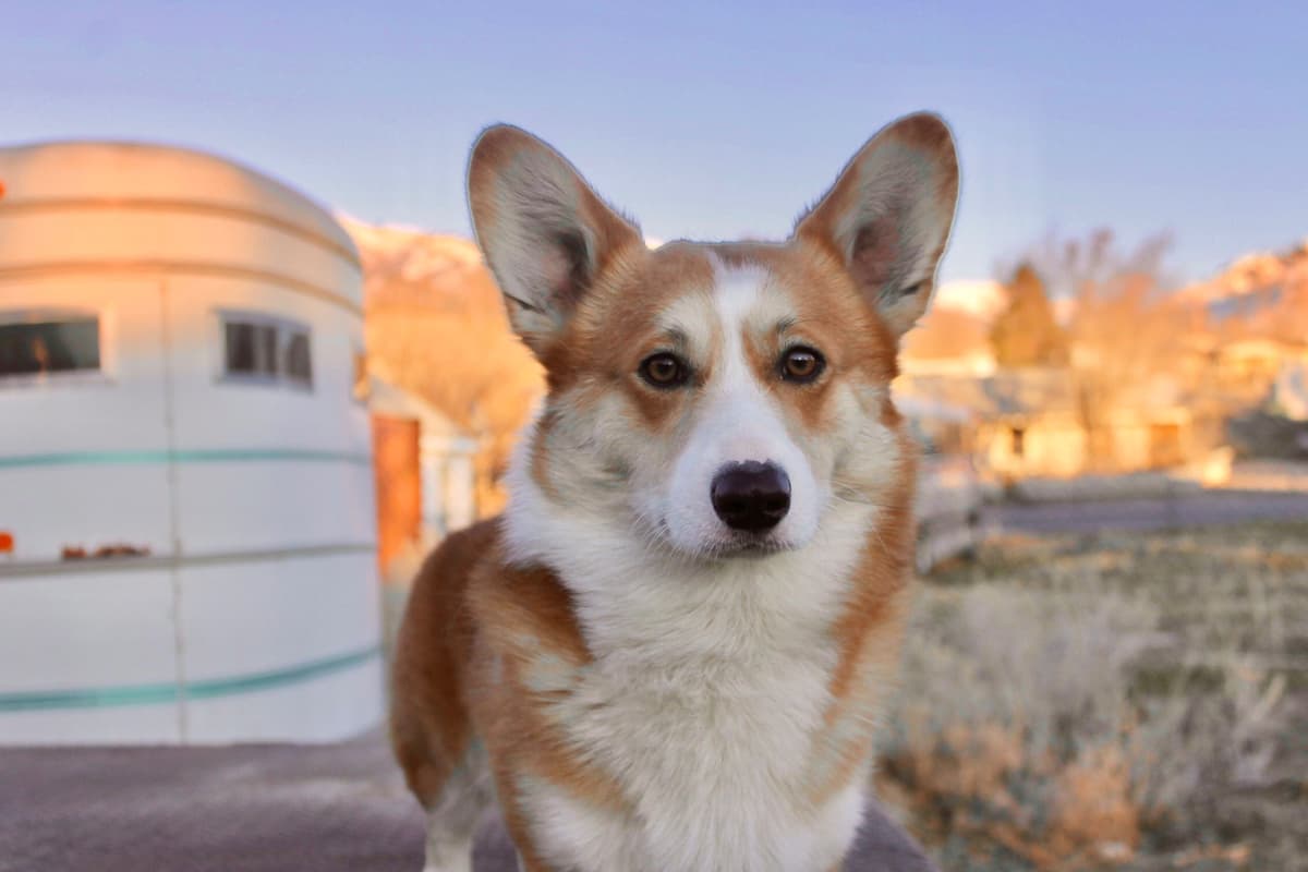 Pembroke Welsh Corgi Puppies breeder image 6