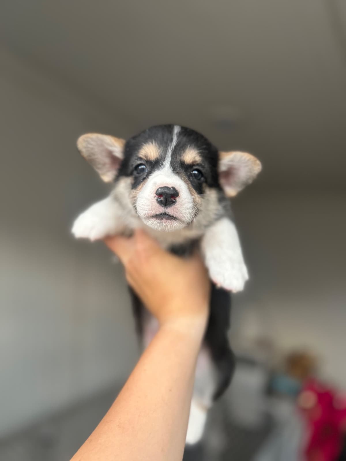 Pembroke Welsh Corgi Puppies breeder image 8