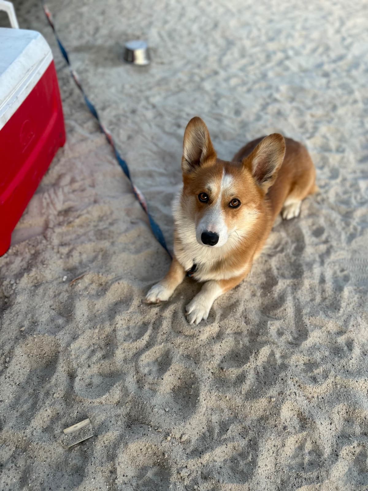 Pembroke Welsh Corgi Puppies breeder image 9