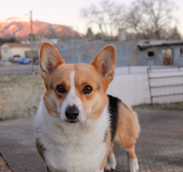 Pembroke Welsh Corgi Puppies media 3