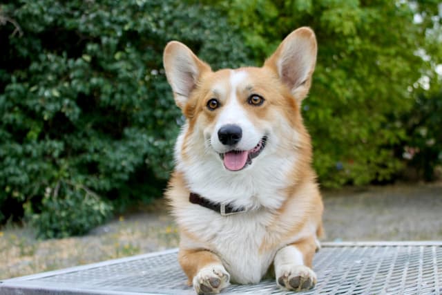 Pembroke Welsh Corgi Puppies media 4