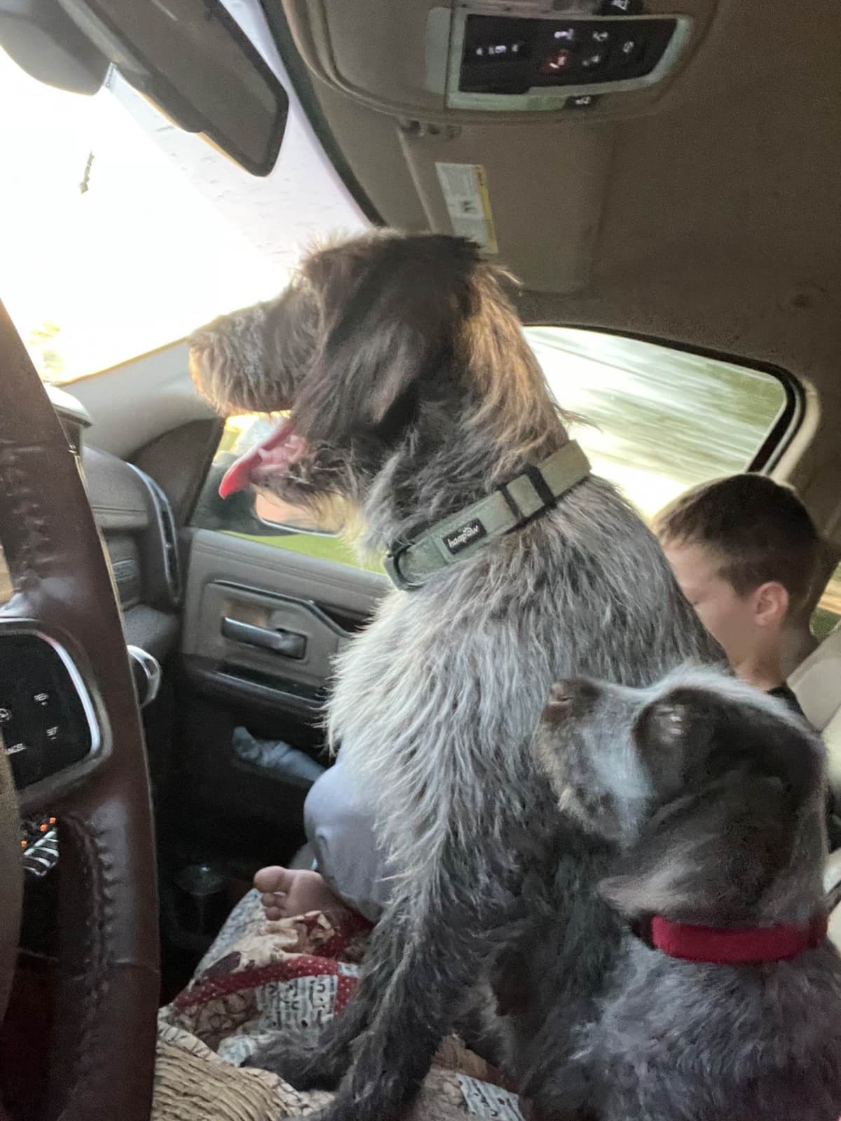 Wirehaired Pointing Griffon Puppies breeder image 1