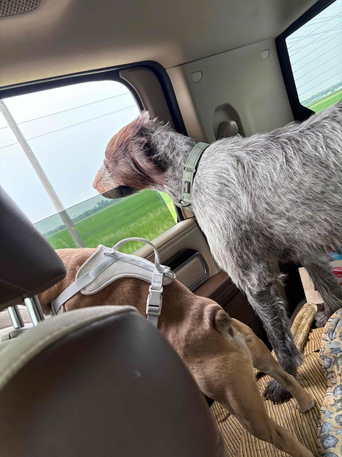 Wirehaired Pointing Griffon Puppies breeder image 4