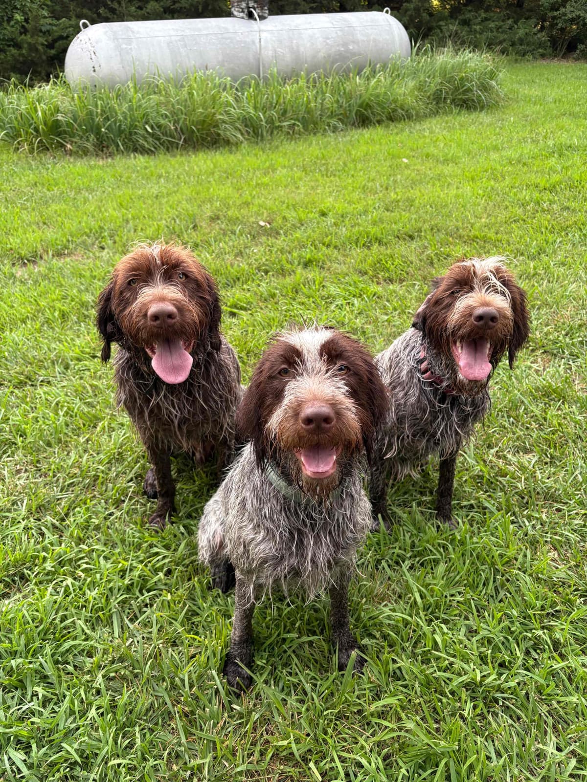 Wirehaired Pointing Griffon Puppies breeder image 12