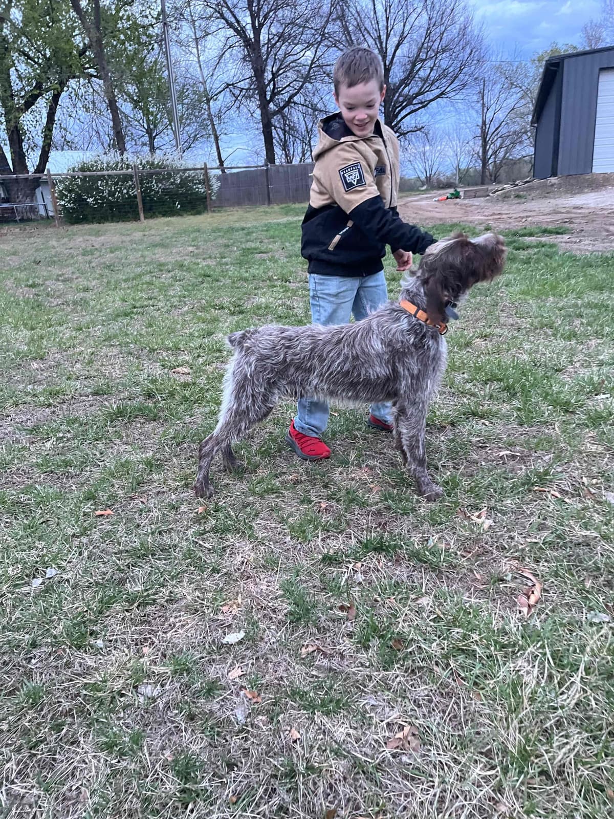 Wirehaired Pointing Griffon Puppies breeder image 11