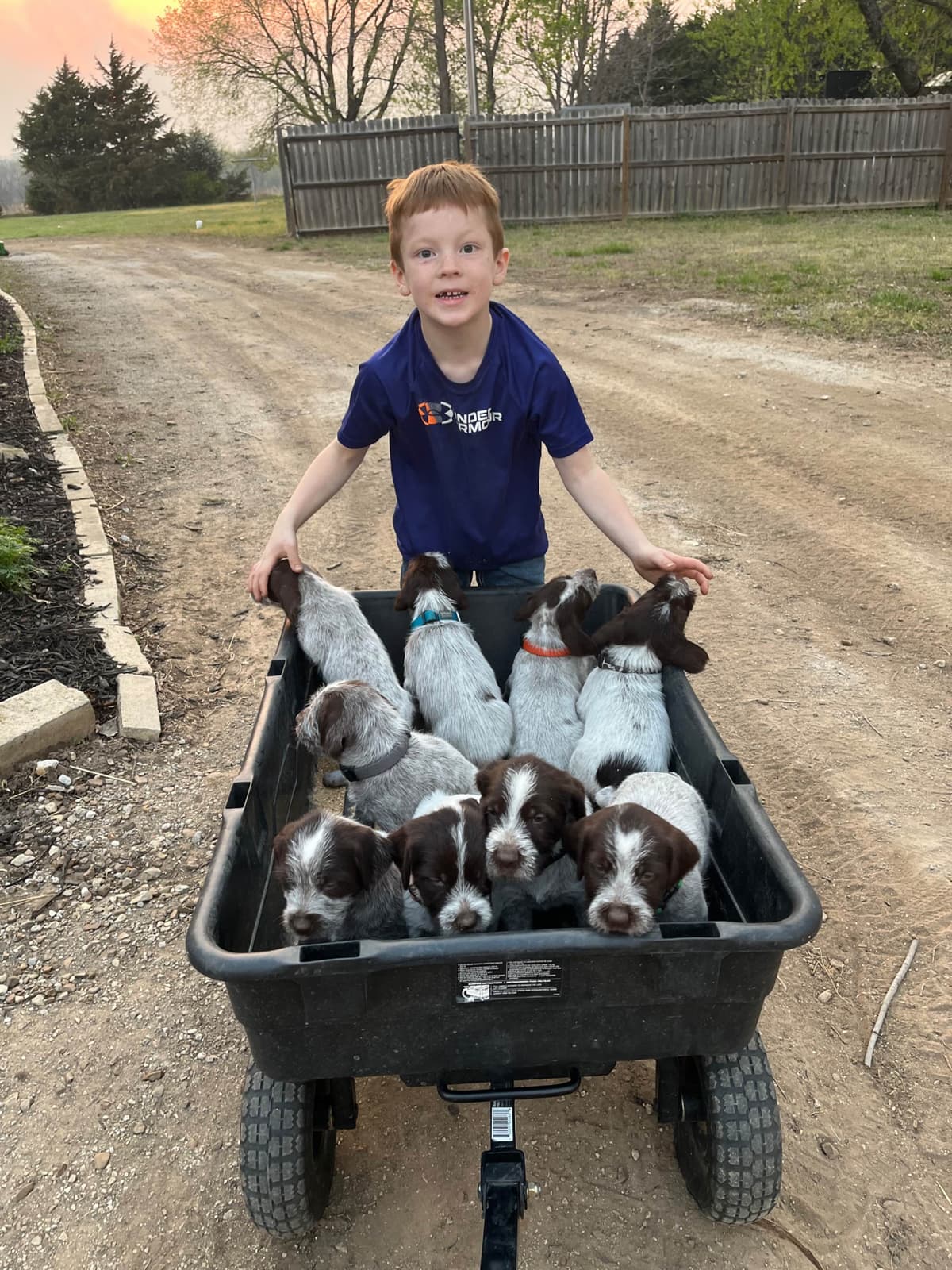 Wirehaired Pointing Griffon Puppies breeder image 14