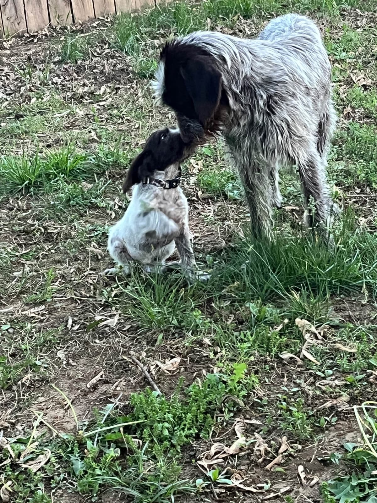 Wirehaired Pointing Griffon Puppies breeder image 15