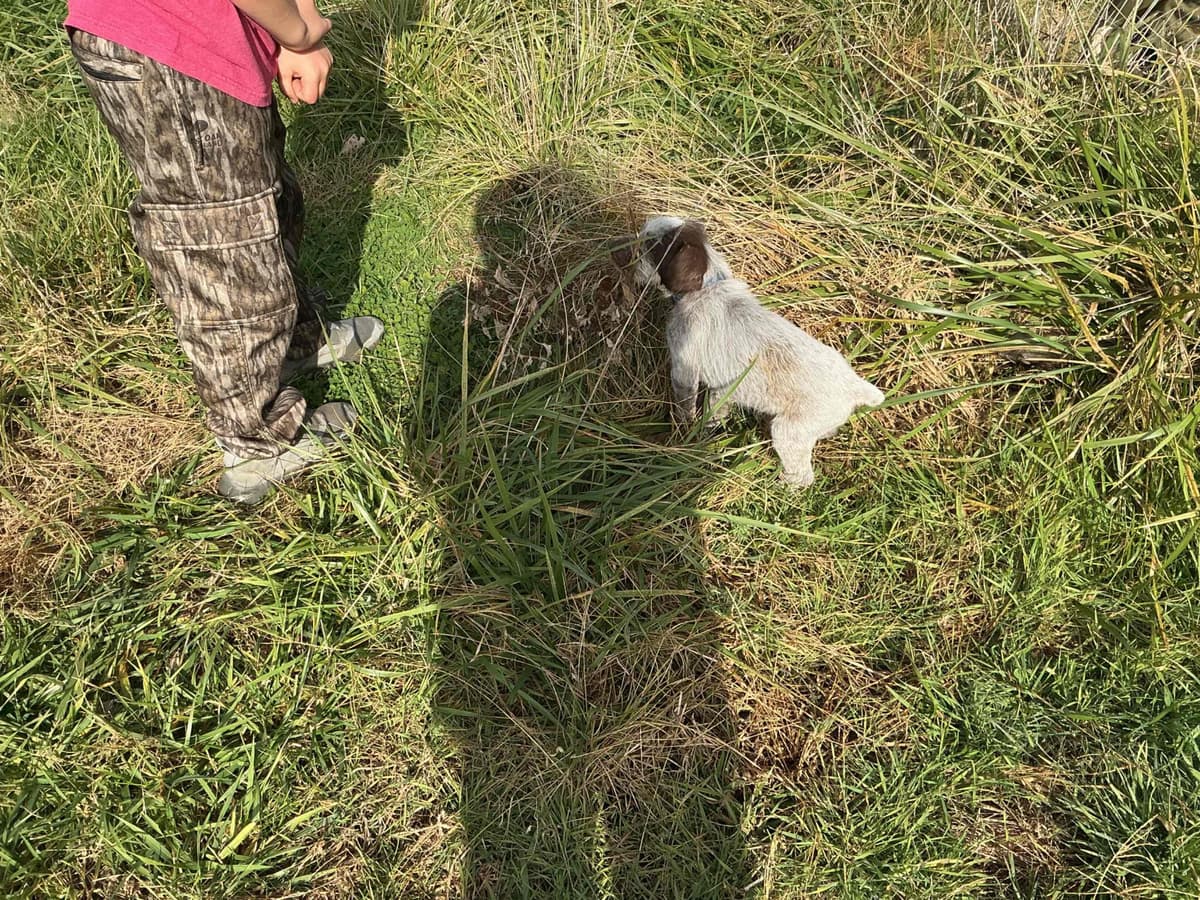 Wirehaired Pointing Griffon Puppies breeder image 19