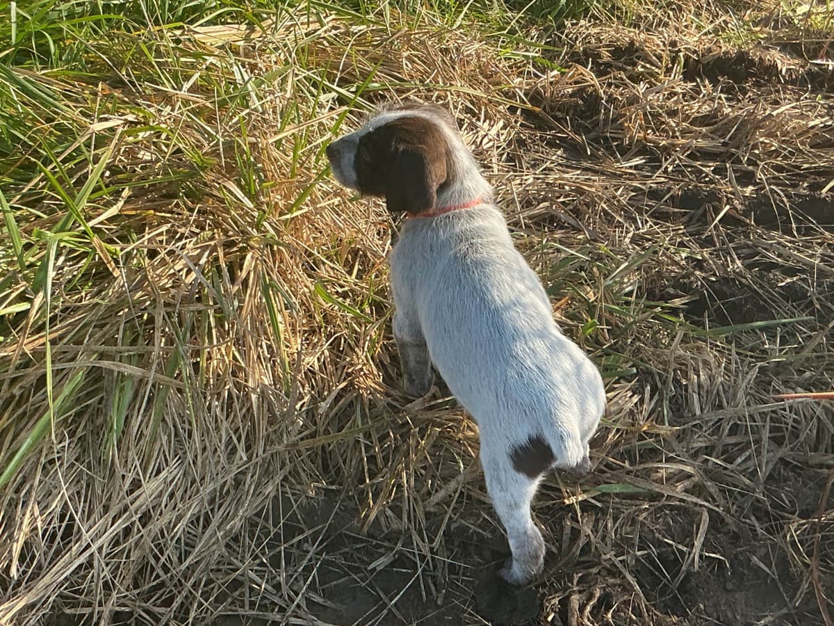 Wirehaired Pointing Griffon Puppies breeder image 18