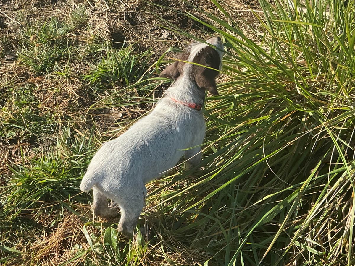 Wirehaired Pointing Griffon Puppies breeder image 20