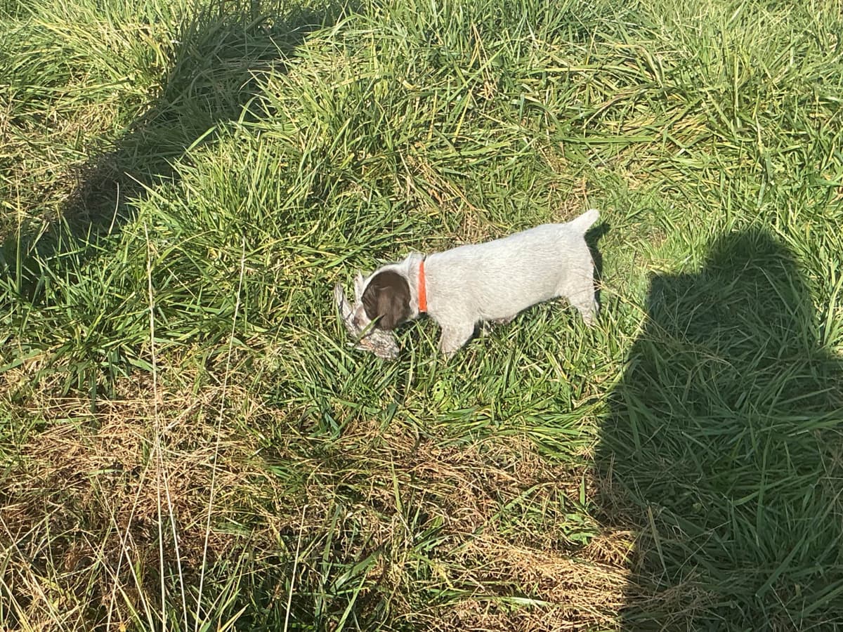 Wirehaired Pointing Griffon Puppies breeder image 21
