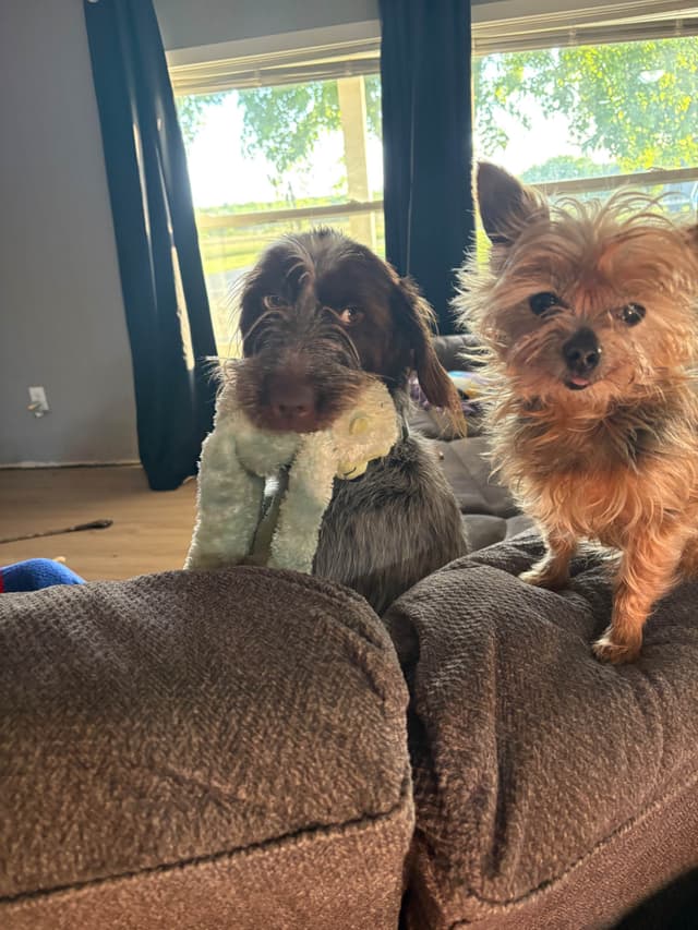 Wirehaired Pointing Griffon Puppies media 2