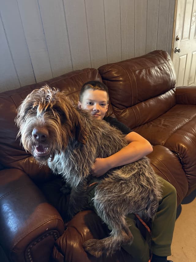 Wirehaired Pointing Griffon Puppies media 2