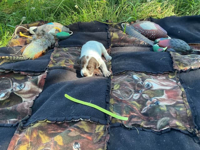 Wirehaired Pointing Griffon Puppies media 4