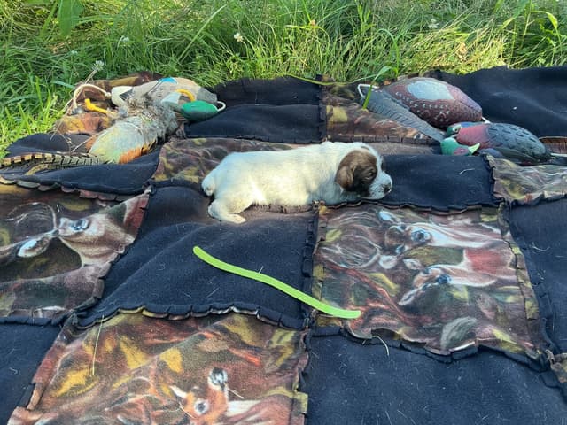 Wirehaired Pointing Griffon Puppies media 5