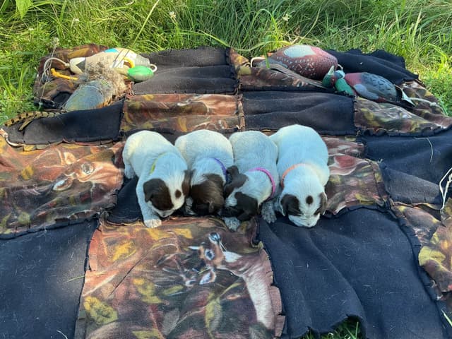 Wirehaired Pointing Griffon Puppies media 6