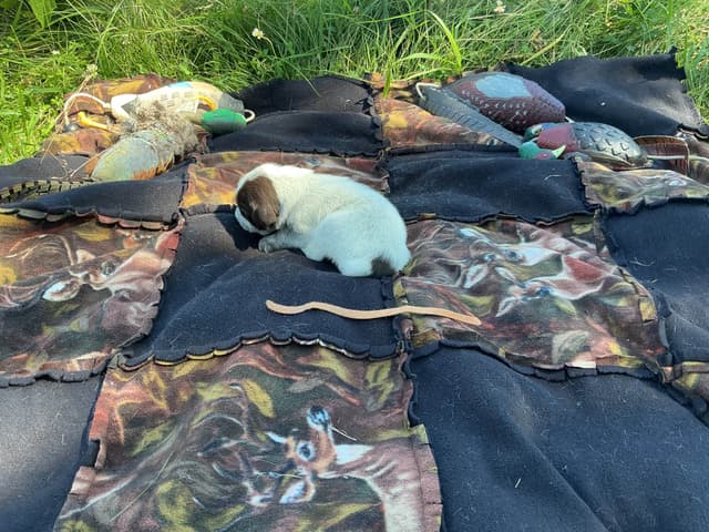 Wirehaired Pointing Griffon Puppies media 7