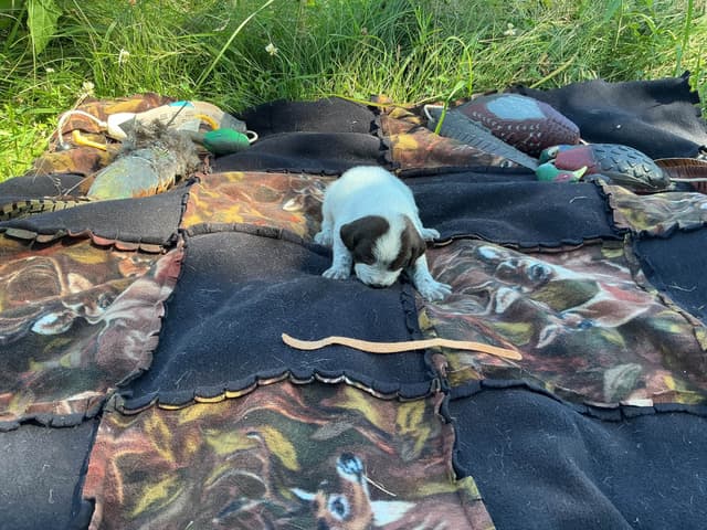 Wirehaired Pointing Griffon Puppies media 9