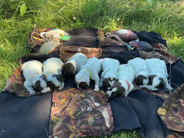 Wirehaired Pointing Griffon Puppies media 8