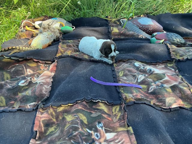Wirehaired Pointing Griffon Puppies media 10