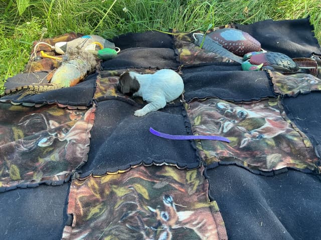 Wirehaired Pointing Griffon Puppies media 12