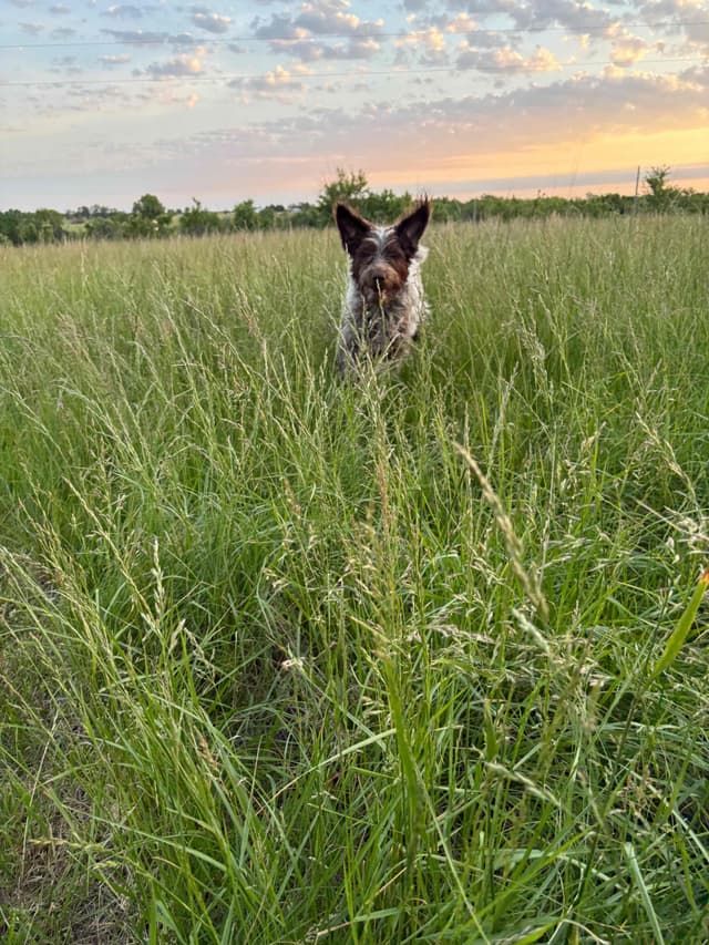 Wirehaired Pointing Griffon Puppies media 13