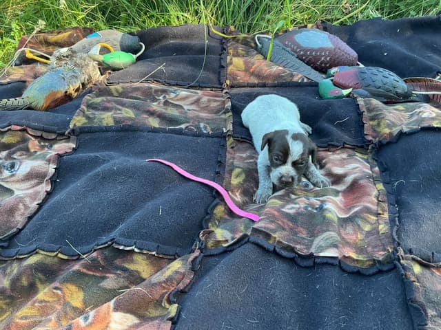 Wirehaired Pointing Griffon Puppies media 14