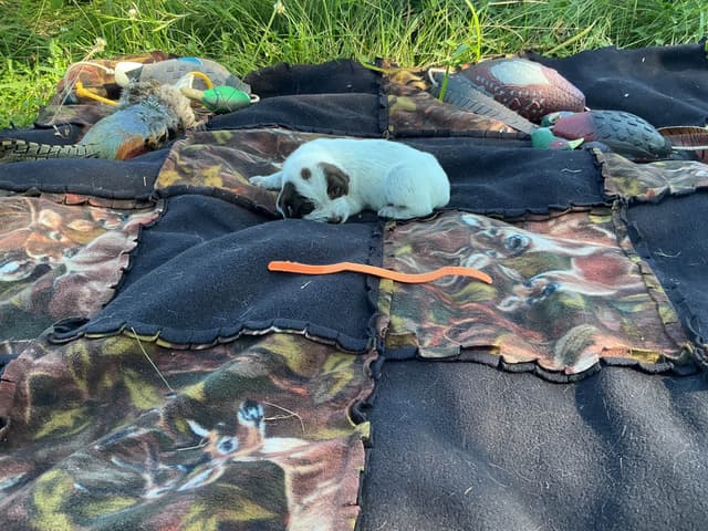 Wirehaired Pointing Griffon Puppies media 15