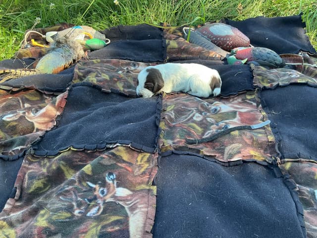 Wirehaired Pointing Griffon Puppies media 16