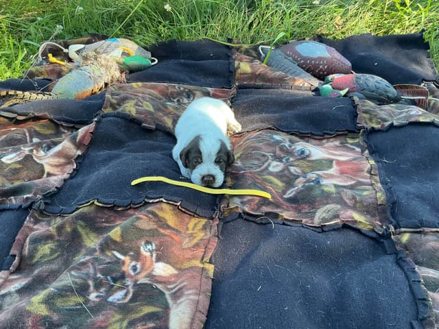 Wirehaired Pointing Griffon Puppies media 19
