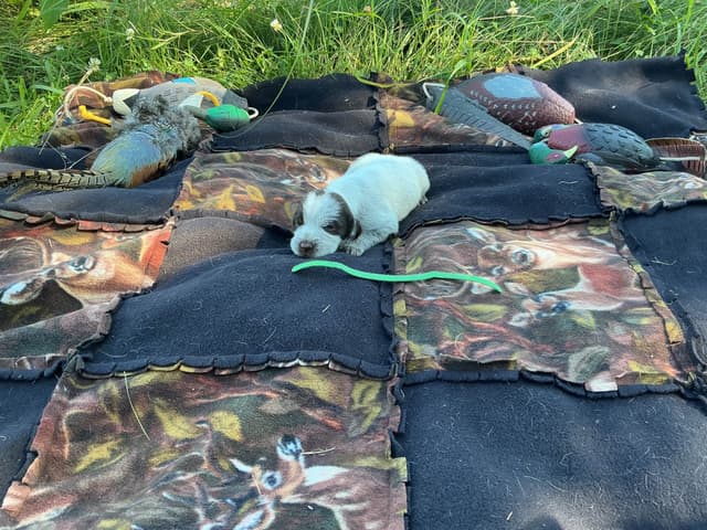 Wirehaired Pointing Griffon Puppies media 21