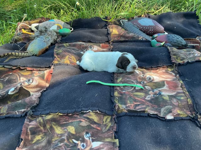 Wirehaired Pointing Griffon Puppies media 27
