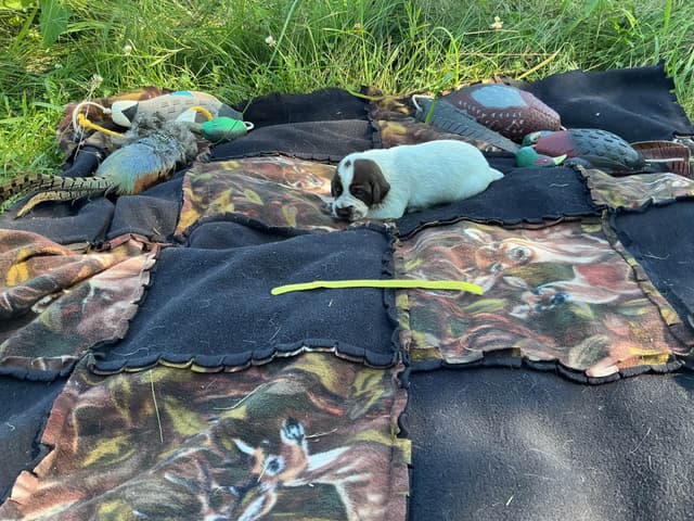 Wirehaired Pointing Griffon Puppies media 20