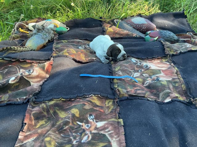 Wirehaired Pointing Griffon Puppies media 22