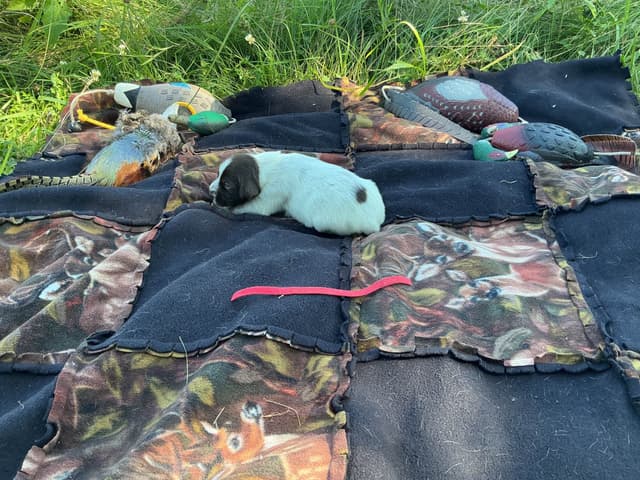 Wirehaired Pointing Griffon Puppies media 23