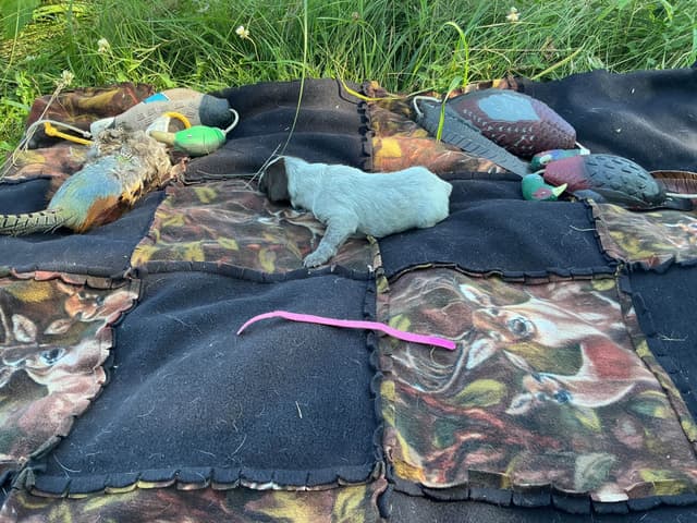 Wirehaired Pointing Griffon Puppies media 26