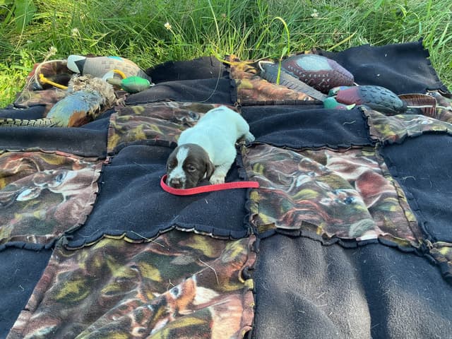 Wirehaired Pointing Griffon Puppies media 29