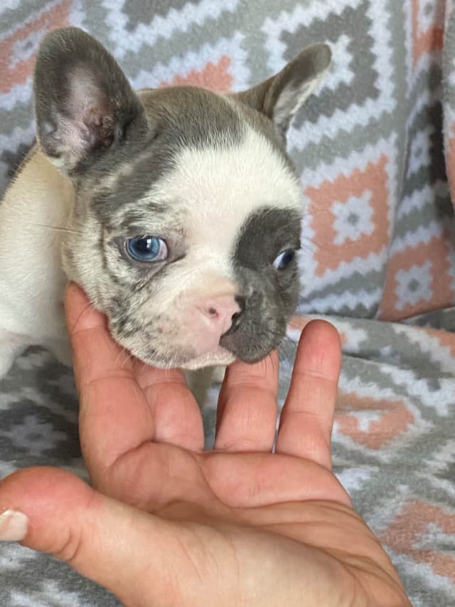 French Bulldog Puppies media 2
