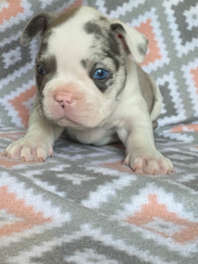 French Bulldog Puppies media 4