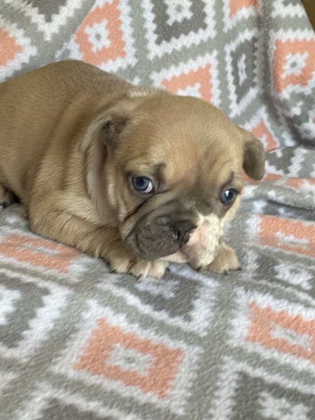 French Bulldog Puppies media 3